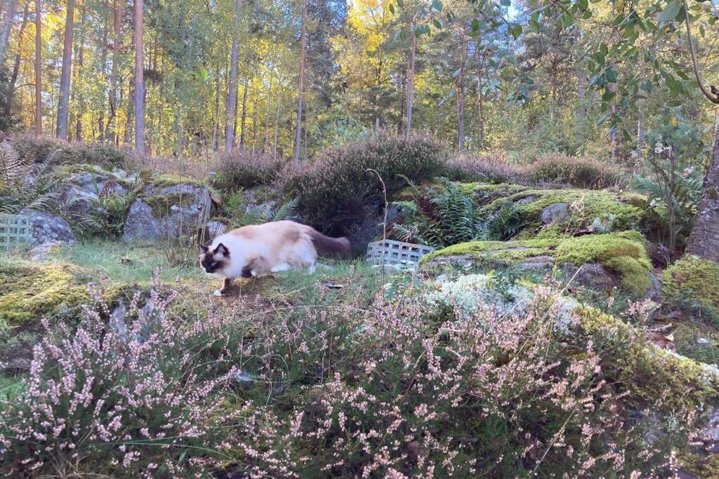 Cabin In The Woods, Close To Lake Maelaren 에스킬스투나 외부 사진